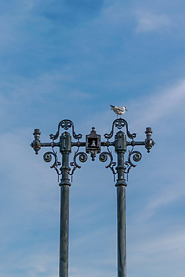 포토 JPG 해외이미지 모양 동물 1 응시 유럽 야생동물 백그라운드 날개 자연 갈매기 조류 하늘 서기 사람없음 야외 건물 흰색 닫기 깃털 싱글 부리 장면 루마니아 대칭 부쿠레슈티 옛날 흥미 해외202009 해외포토 건축물 시선 나라 컬러 컨셉 모션 생태계 파일형식