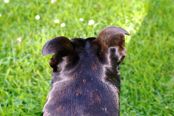 포토 JPG 해외이미지 동물 행복 얼굴 새끼 장난 포유류 털 사람없음 야외 반려동물 검은색 산책 코트 입 개 강아지 테리어 혀 귀 광택 잡종 송곳니 기르기 해외202009 우호적 해외포토 감정 컬러 컨셉 휴식 신체부위 외투 치아 돌봄 파일형식