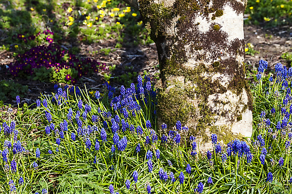 포토 JPG 해외이미지 나무 식물 계절 공원 꽃잎 꽃 백그라운드 겨울 꽃무늬 전구 자연 사람없음 야외 여름 파란색 정원 보라색 봄 성장 신선 개화 닫기 원예 향기 화단 삼림지대 영원 세련 해외202009 해외포토 공공시설 컬러 무늬 모션 취미 숲 생태계 냄새 파일형식