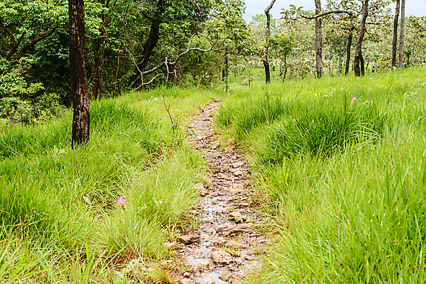 포토 JPG 해외이미지 디자인 공원 도로 길 분홍색 백그라운드 자연 바닥 풍경 사람없음 야외 초록색 정원 젖음 바위 오솔길 오브젝트 질감 내추럴 옛날 해외202009 해외포토 공공시설 컬러 교통시설 돌_바위 생태계 파일형식