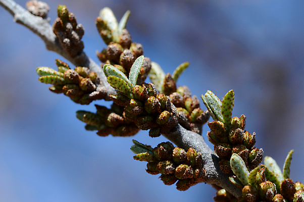 포토 JPG 해외이미지 식물 꽃 잎 자연 사람없음 새싹 봄 개화 체리 숲 민들레 그리너리 해외202009 해외포토 계절 과일 생태계 파일형식 트랜드컬러