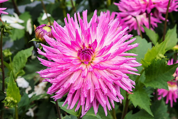 포토 JPG 해외이미지 식물 꽃 분홍색 꽃무늬 패턴 자연 미술 사람없음 검은색 벚꽃 신선 개화 싱글 해외202009 해외포토 컬러 무늬 문화예술 생태계 파일형식