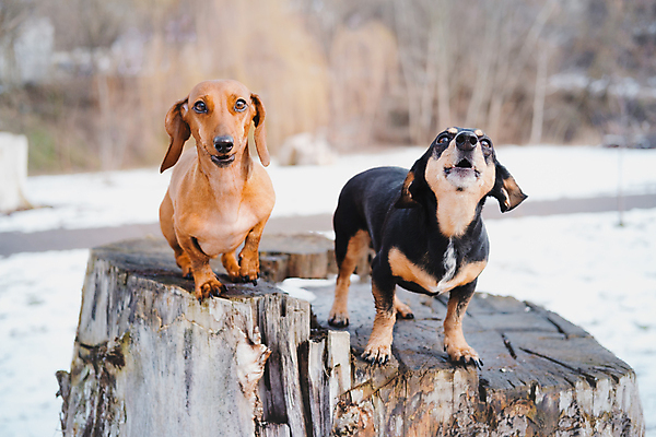 포토 JPG 해외이미지 동물 커플 공원 포즈 2 겨울 서기 사람없음 야외 반려동물 가축 봄 산책 쌍 개 강아지 나무껍질 송곳니 기르기 해외202009 우호적 해외포토 나무 계절 공공시설 컨셉 포유류 관계 모션 휴식 껍질 치아 돌봄 파일형식