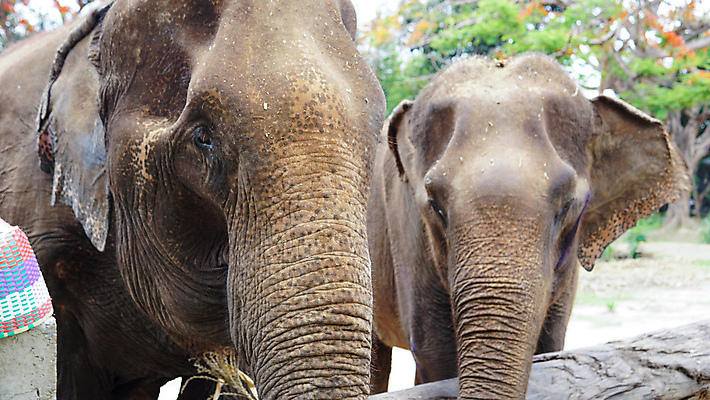 포토 JPG 해외이미지 동물 공원 아시아 야생동물 여행 포유류 태국 자연 코끼리 동물원 동양인 성인 사람없음 야외 환경 시골 아기 그룹 구출 보호 군중 울음 큼 사파리 대나무 눈물 호기심 귀 부드러움 멸종 내추럴 돌봄 보호구역 수유 해외202009 해외포토 나무 공공시설 감정 나라 컨셉 모션 표정 사람 인종 신체부위 도움 감각 크기 생태계 구역 파일형식