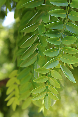 포토 JPG 해외이미지 나무 식물 꽃 잎 자연 사람없음 야외 초록색 정원 흰색 닫기 해외202009 해외포토 컬러 모션 생태계 파일형식