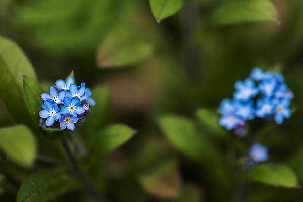 포토 JPG 해외이미지 식물 꽃잎 꽃 곤충 잎 밭 자연 날씨 사람없음 초록색 파란색 컬러풀 햇빛 노란색 새싹 환경 보라색 봄 흰색 시골 개화 그룹 숲 서식지 내추럴 삼림지대 영원 해외202009 해외포토 동물 계절 컬러 농업 태양 생태계 파일형식