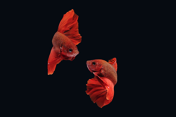 포토 JPG 해외이미지 동물 남자 얼굴 클리핑패스 포즈 백그라운드 이동 모션 벽지 어류 가면 미술 사람없음 옆모습 빨간색 컬러풀 검은색 수영 분노 그룹 의식 고급 우아함 자르기 싸움 각도 지느러미 모음 고립 이국적 해외202009 해외포토 감정 뷰포인트 컬러 컨셉 문화예술 사람 한글 신체부위 수중동물 수상스포츠 파일형식