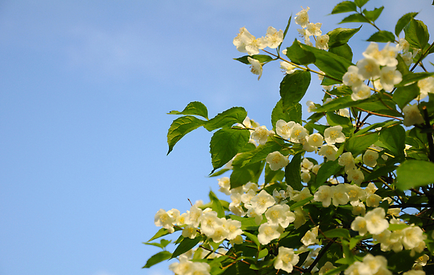 포토 JPG 해외이미지 나무 식물 계절 공원 꽃잎 꽃 백그라운드 잎 꽃무늬 자연 하늘 사람없음 야외 초록색 파란색 햇빛 머리 정원 봄 성장 벚꽃 흰색 나뭇가지 시골 닫기 과수원 심플 아로마 장면 내추럴 꽃수술 국경 해외202009 해외포토 공공시설 컬러 무늬 농업 모션 신체부위 태양 생태계 파일형식