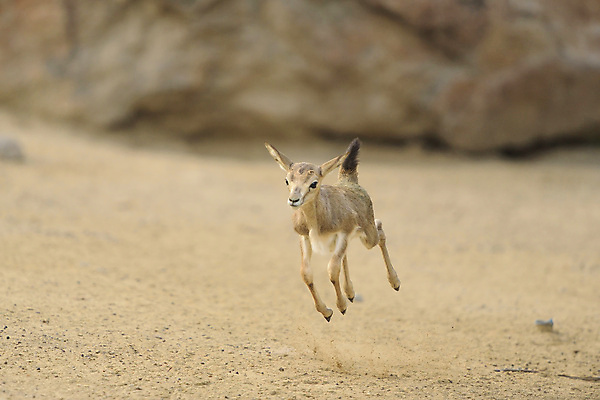 포토 JPG 해외이미지 동물 1 남자 야생동물 이동 포유류 모션 아프리카 자연 초식동물 건조 종류 사람없음 공중 옆모습 달리기 환경 점프 봄 사막 비행 오픈 황무지 보호 사파리 영양 멸종 서식지 남쪽 내추럴 가젤 대패 동물상 해외202009 해외포토 계절 나라 뷰포인트 컨셉 사람 조형물 방향 생태계 파일형식