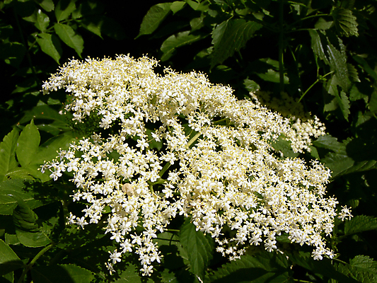 포토 JPG 해외이미지 식물 꽃 잎 사람없음 초록색 약 벚꽃 흰색 개화 허브 해외202009 해외포토 컬러 의학 파일형식