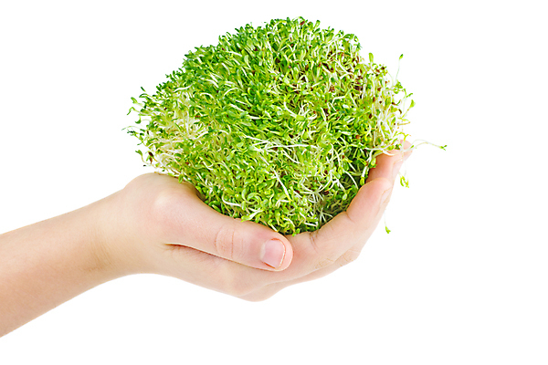 포토 JPG 해외이미지 식물 백그라운드 씨앗 사람없음 초록색 약 갈색 흰색 약초 작음 낟알 다발 허브 가득함 주기 유기농 내추럴 고립 많음 해외202009 해외포토 웰빙 컬러 컨셉 의학 모션 풀_식물 크기 파일형식