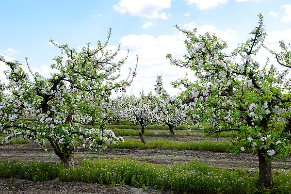 포토 JPG 해외이미지 나무 식물 계절 공원 꽃 도로 잎 꽃무늬 농업 과일 하늘 풍경 초원 사람없음 야외 장식 초록색 여름 파란색 빛 컬러풀 농장 환경 정원 봄 성장 벚꽃 흰색 나뭇가지 시골 그리기 개화 사과 과수원 언덕 내추럴 땅바닥 생태학 해외202009 해외포토 공공시설 교육 산업 길 컬러 무늬 교통시설 모션 바닥 파일형식