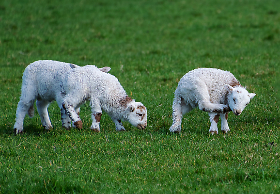 포토 JPG 해외이미지 동물 밭 농업 포유류 자연 새로움 초원 사람없음 농장 봄 흰색 시골 아기 신생아 양 달콤 솜털 양고기 내추럴 양모 밭일 해외202009 해외포토 계절 산업 컬러 컨셉 육류 사람 직물 맛 생태계 파일형식