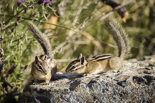 포토 JPG 해외이미지 동물 공원 야생동물 백그라운드 북아메리카 포유류 자연 생물 털 종류 풍경 사람없음 야외 초록색 여름 갈색 환경 줄무늬 바위 닫기 설치류 숲 작음 모피 호기심 꼬리 다람쥐 솜털 내추럴 동물상 해외202009 해외포토 계절 공공시설 감정 컬러 컨셉 무늬 모션 아메리카 조형물 돌_바위 크기 생태계 파일형식
