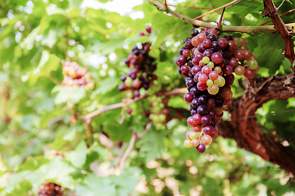 포토 JPG 해외이미지 식물 전통 아시아 음식 백그라운드 잎 밭 농업 과일 태국 자연 포도 디저트 건강 동양인 풍경 사람없음 야외 빨간색 초록색 여름 컬러풀 햇빛 농장 와인 계곡 맑음 보라색 수확 성장 가을 시골 신선 달콤 맛 자주색 다발 포도밭 포도나무 내추럴 밭일 숙성 양조장 해외202009 해외포토 계절 나라 산업 컬러 컨셉 날씨 주류 인종 태양 과일나무 생태계 파일형식