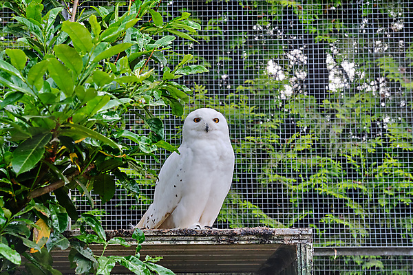 포토 JPG 해외이미지 나무 동물 공원 행복 얼굴 야생동물 음식 백그라운드 날개 자연 조류 표정 앉기 사람없음 야외 흰색 나뭇가지 닫기 큼 먹이 먹기 깃털 부리 독수리 육식동물 부엉이 사냥꾼 서식지 노려봄 내추럴 도예가 옛날 직진 눈내림 접근 해외202009 해외포토 식물 직업 공공시설 감정 컬러 모션 눈_날씨 신체부위 크기 생태계 파일형식