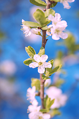 포토 JPG 해외이미지 나무 식물 열매 꽃 야생동물 음식 백그라운드 잎 자연 사람없음 파란색 울타리 검은색 봄 벚꽃 가을 나뭇가지 닫기 작음 관목 내추럴 해외202009 해외포토 동물 계절 컬러 모션 담장 크기 생태계 파일형식