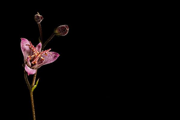 포토 JPG 해외이미지 식물 계절 꽃잎 꽃 줄기 자연 검은배경 사람없음 사진촬영 성장 개화 닫기 향기 내추럴 카피스페이스 해외202009 해외포토 백그라운드 모션 검은색 촬영 공백 생태계 냄새 파일형식