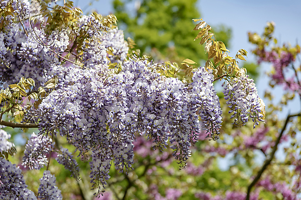 포토 JPG 해외이미지 나무 식물 계절 꽃잎 꽃 꽃다발 백그라운드 잎 꽃무늬 자연 수채화 사람없음 야외 초록색 여름 파란색 정원 보라색 중국 봄 벚꽃 흰색 나뭇가지 개화 제비꽃 내추럴 해외202009 해외포토 아시아 컬러 무늬 생태계 파일형식