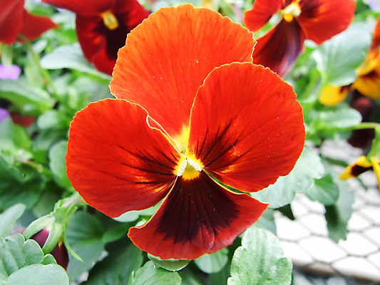 포토 JPG 해외이미지 식물 꽃잎 꽃 분홍색 꽃다발 백그라운드 잎 꽃무늬 자연 사랑 사람없음 초록색 파란색 세트 컬러풀 노란색 정원 맑음 보라색 봄 낭만 벚꽃 흰색 신선 개화 우아함 제비꽃 원예 내추럴 강렬 비올라 삼색 생태학 해외202009 해외포토 계절 교육 감정 컬러 컨셉 무늬 날씨 취미 생태계 파일형식 찰현악기