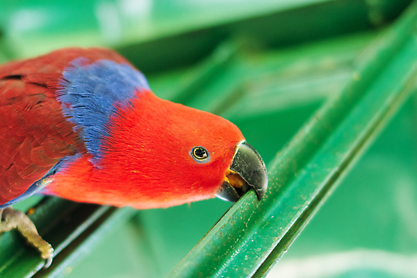 포토 JPG 해외이미지 동물 조류 동물원 사람없음 앵무새 해외202009 해외포토 파일형식