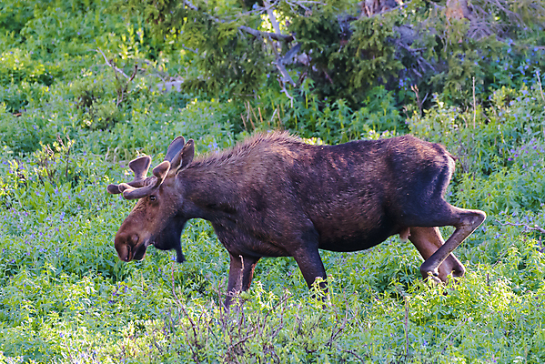 포토 JPG 해외이미지 동물 호수 야생동물 포유류 자연 산 털 종류 사람없음 초록색 물 갈색 어둠 코트 종 흰색 소나무 소 습지 군중 숲 위험 큼 시원함 속눈썹 버드나무 황소 코 귀 무거움 주둥이 콜로라도 벨벳 해외202009 해외포토 자연요소 나무 컬러 컨셉 사람 신체부위 미국 외투 무게 크기 실크 눈썹 생태계 파일형식