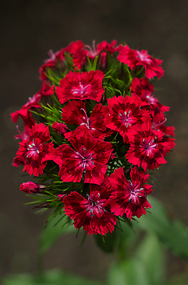 포토 JPG 해외이미지 식물 꽃잎 꽃 줄기 분홍색 백그라운드 잎 자연 벽지 사람없음 빨간색 초록색 빛 반짝임 갈색 정원 보라색 벚꽃 소프트포커스 작음 카네이션 질감 향기 꽃가루 진홍색 강렬 블러 많음 벨벳 해외202009 해외포토 컬러 컨셉 모션 촬영기법 크기 실크 가루 생태계 냄새 파일형식