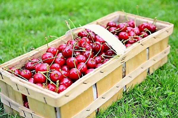 포토 JPG 해외이미지 열매 음식 다이어트 과일 디저트 건강 잔디 사람없음 빨간색 초록색 바구니 정원 수확 신선 체리 그룹 닫기 달콤 맛 유기농 땅바닥 숙성 채식주의자 맛있는 해외202009 해외포토 식물 웰빙 컬러 컨셉 농업 모션 바닥 채식 파일형식