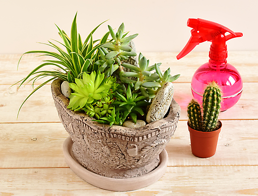 포토 JPG 해외이미지 식물 디자인 꽃 화분 화초 백그라운드 잎 창문 자연 선인장 주택 실내 취미 사람없음 내부 장식 초록색 새싹 정원 성장 흰색 신선 냄비 정상 작음 허브 원예 내추럴 심기 해외202009 해외포토 컬러 모션 건물 솥 크기 생태계 파일형식