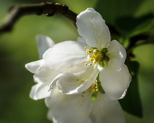 포토 JPG 해외이미지 나무 식물 계절 꽃잎 꽃 백그라운드 잎 자연 사람없음 초록색 정원 봄 벚꽃 흰색 나뭇가지 개화 체리 사과 해외202009 해외포토 컬러 과일 생태계 파일형식