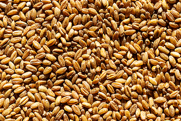 포토 JPG 해외이미지 식물 음식 백그라운드 패턴 농업 재료 추상 건조 건강 식이요법 옥수수 요리 씨앗 사람없음 농작물 갈색 노란색 주방 식사 수확 황금 닫기 먹이 낟알 시리얼 밀 먹기 묘사 질감 알맹이 날것 보리 흙더미 내추럴 고립 밭일 생식 채식주의자 비건 해외202009 해외포토 산업 컬러 무늬 모션 곡류 흙 채식 파일형식 더미