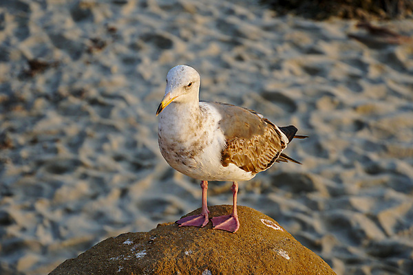 포토 JPG 해외이미지 동물 실루엣 야생동물 모래 바다 섬 여행 백그라운드 날개 오렌지 모션 자연 갈매기 조류 휴가 사람없음 야외 태양 노란색 화목 일몰 산책 자유 바위 흰색 전원 가장자리 예측 지중해 탈출 깃털 부리 장면 내추럴 많음 수평선 해외202009 해외포토 자연요소 컬러 컨셉 과일 휴식 촬영기법 노을 돌_바위 둘레 전기에너지 생태계 파일형식