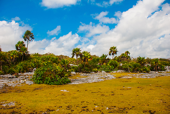 포토 JPG 해외이미지 나무 음식 모래 바다 섬 여행 컨셉 잎 과일 텍스트 자연 하늘 호텔 바람 휴가 휴식 멕시코 손바닥 사람없음 물 여름 파란색 태양 전원 뜨거움 고급 휴양지 질감 장면 폭풍 석호 이국적 칸쿤 파라다이스 수평선 해외202009 해외포토 자연요소 식물 손 계절 컬러 북아메리카 숙소 날씨 장소 전기에너지 생태계 파일형식