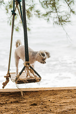 포토 JPG 해외이미지 동물 1 응시 행복 얼굴 바다 여행 백그라운드 포유류 사랑 사람없음 반려동물 갈색 머리 개 달콤 강아지 작음 그네 송곳니 기르기 다듬기 섞기 유래 포메라니안 해외202009 해외포토 시선 감정 컬러 모션 신체부위 맛 치아 크기 돌봄 파일형식