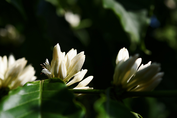 포토 JPG 해외이미지 나무 식물 꽃 산업 커피 음료 음식 백그라운드 잎 꽃무늬 농업 과일 자연 사람없음 야외 초록색 여름 농장 정원 봄 수확 성장 벚꽃 흰색 나뭇가지 신선 개화 묘사 유기농 날것 향기 냄새 아로마 내추럴 숙성 아라비카 해외202009 해외포토 웰빙 계절 컬러 무늬 생태계 파일형식