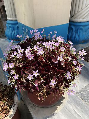 포토 JPG 해외이미지 식물 디자인 외관 꽃 화분 백그라운드 잎 꽃무늬 건축양식 주택 사람없음 야외 건물 장식 초록색 여름 햇빛 우주 계단 정원 봄 수확 성장 바위 흰색 신선 냄비 빌라 허브 원예 점토 단계 내추럴 뒤뜰 심기 스타일 해외202009 해외포토 건축물 계절 건축 컬러 무늬 농업 모션 취미 태양 돌_바위 솥 파일형식