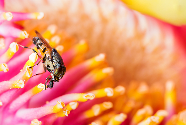 포토 JPG 해외이미지 꽃 곤충 사람없음 노란색 해외202009 해외포토 식물 동물 컬러 파일형식