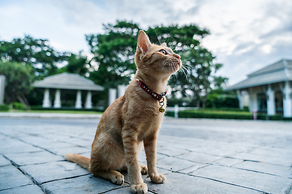 포토 JPG 해외이미지 동물 1 응시 얼굴 오렌지 장난 포유류 자연 털 앉기 사람없음 야외 반려동물 머리 정원 고양이 닫기 작음 모피 얼룩무늬 솜털 해외202009 해외포토 시선 무늬 과일 모션 신체부위 크기 생태계 파일형식