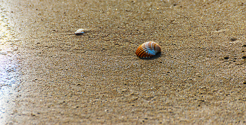 포토 JPG 해외이미지 디자인 모래 파도 바다 섬 여행 백그라운드 패턴 휴가 조개 휴식 풍경 해변 사람없음 야외 물 여름 파란색 햇빛 태양 맑음 거품 껍질 전원 황금 소라 휴양지 질감 내추럴 이국적 특별함 파라다이스 카피스페이스 해외202009 해외포토 자연요소 계절 컬러 컨셉 무늬 날씨 어패류 공백 장소 전기에너지 파일형식