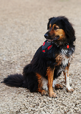 포토 JPG 해외이미지 동물 응시 행복 포유류 관계 모션 자연 안내 사랑 서기 성인 사람없음 야외 반려동물 갈색 노란색 걷기 우정 흰색 개 강아지 작음 타운 몸단장 송곳니 기르기 동반자 유래 특별함 해외202009 해외포토 시선 감정 컬러 컨셉 사람 친구 도시 치아 크기 생태계 돌봄 파일형식