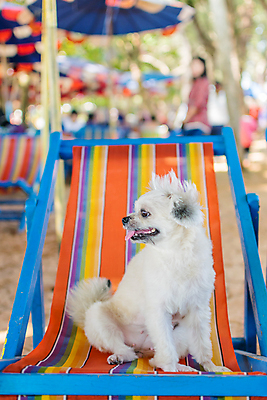 포토 JPG 해외이미지 한마리 여자 바다 여행 의자 앉기 사람없음 야외 아웃포커스 반려동물 개 해외202009 해외포토 동물 1 가구 포유류 모션 촬영기법 사람 파일형식