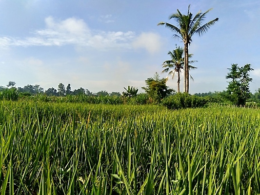 포토 JPG 해외이미지 나무 식물 아시아 문화 음식 여행 백그라운드 밭 자연 하늘 산 풍경 사람없음 야외 초록색 여름 파란색 농장 노란색 새싹 마을 성장 시골 업무 농부 땅 만족 진흙 내추럴 밭일 옛날 해외202009 해외포토 직업 계절 감정 나라 컬러 농업 작업 생태계 파일형식