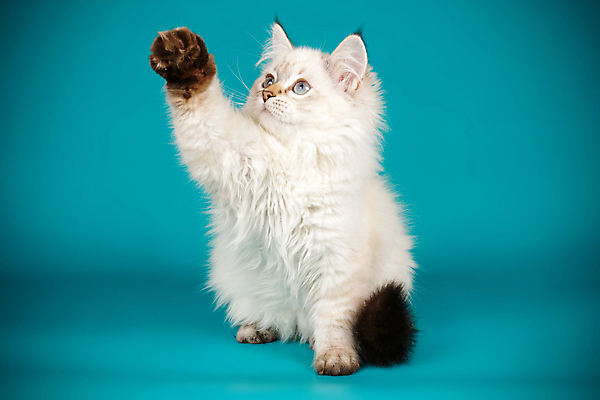 포토 JPG 해외이미지 한마리 사람없음 파란색 반려동물 고양이 해외202009 네바마스커레이드 해외포토 동물 1 컬러 포유류 파일형식