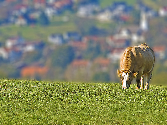 포토 JPG 해외이미지 나무 동물 밭 농업 포유류 하늘 파노라마 사람없음 파란색 울타리 농장 마을 우유 나뭇가지 시골 소 소프트포커스 깊이 밭일 해외202009 해외포토 식물 산업 컬러 유제품 촬영기법 담장 파일형식