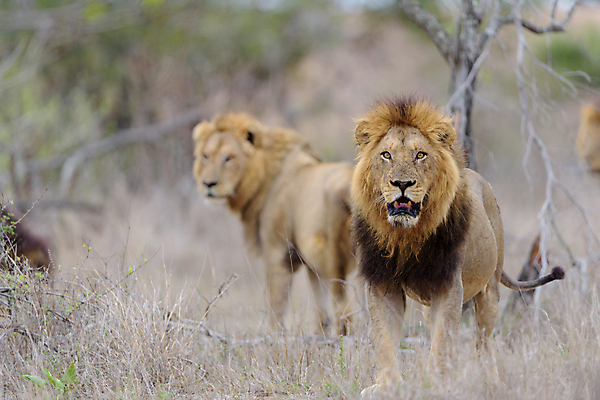 포토 JPG 해외이미지 동물 응시 남자 야생동물 포유류 아프리카 자연 아침 털 초원 사람없음 야외 빛 환경 고양이 사막 황무지 보호 위험 사자 큼 사파리 육식동물 갈기 사냥꾼 사자자리 남쪽 내추럴 동물상 힘찬 해외202009 해외포토 주간 직업 시선 나라 컨셉 사람 반려동물 조형물 별자리 크기 방향 생태계 파일형식