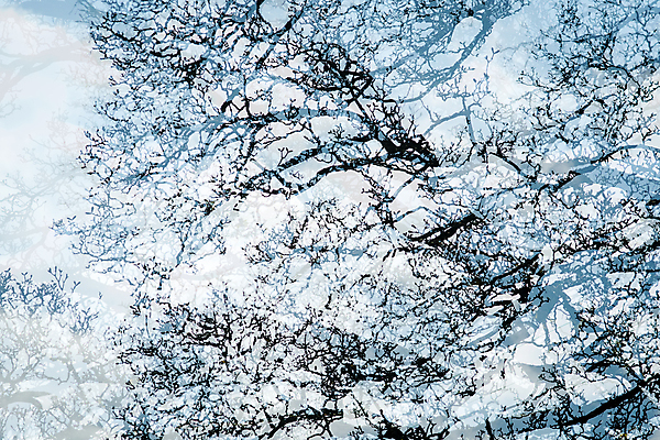 포토 JPG 해외이미지 나무 식물 백그라운드 잎 농업 자연 하늘 추상 풍경 사람없음 초록색 농작물 봄 숲 해외202009 해외포토 계절 산업 컬러 무늬 생태계 파일형식