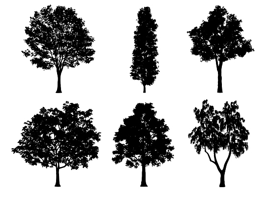 포토 JPG 해외이미지 모양 나무 식물 아이콘 디자인 계절 공원 실루엣 줄기 백그라운드 단풍 잎 자연 미술 풍경 사람없음 야외 목재 그래픽 장식 세트 환경 검은색 성장 흰색 나뭇가지 소나무 숲 수집 버드나무 오브젝트 그림 유기농 윤곽 전나무 자작나무 내추럴 고립 생태학 엘리먼트 재 제도 가문비나무 해외202009 해외포토 웰빙 공공시설 교육 컬러 재료 문화예술 촬영기법 생태계 파일형식
