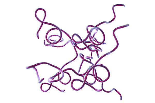 포토 JPG 해외이미지 과학 일러스트 생물 세포 나선형 건강 현미경 실험 사람 사람없음 약 3D 고통 열 벌레 질병 공격 흰배경 생물학 싸움 감염 미생물 박테리아 고립 전염병 해외202009 해외포토 교육 감정 곤충 백그라운드 무늬 의학 모션 실험기구 흰색 디지털합성 파일형식