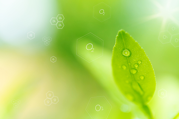 포토 JPG 해외이미지 나무 식물 아이콘 계절 공원 행복 백그라운드 컨셉 잎 농업 자연 풍경 초원 사람없음 야외 초록색 여름 빛 햇빛 태양 노란색 평화 환경 정원 맑음 희망 봄 자유 성장 물방울 신선 숲 심볼 순수 산소 내추럴 생태학 해외202009 해외포토 자연요소 공공시설 교육 감정 산업 컬러 날씨 원소 생태계 파일형식