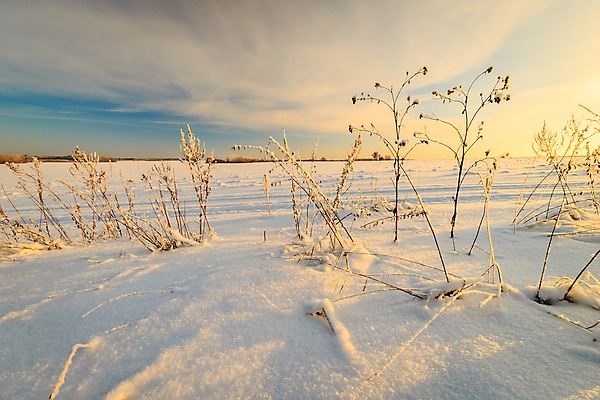 포토 JPG 해외이미지 나무 공원 분홍색 백그라운드 크리스마스 겨울 밭 자연 하늘 아침 그림자 풍경 사람없음 빛 햇빛 태양 일출 환경 맑음 냉동 얼음 일몰 새벽 추위 흰색 소나무 황금 저녁 숲 서리 장면 눈내림 해외202009 해외포토 주간 자연요소 식물 계절 공공시설 기념일 컬러 농업 날씨 눈_날씨 노을 야간 생태계 파일형식
